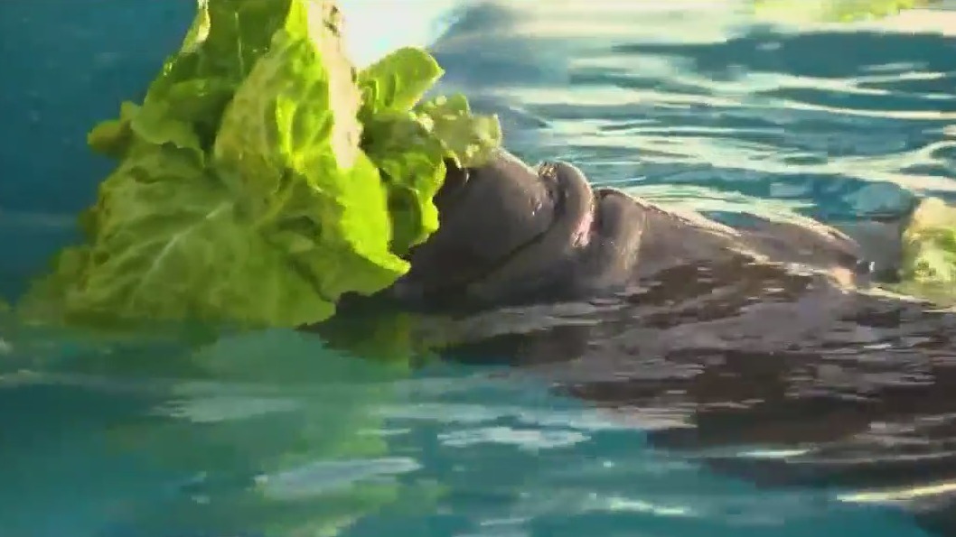 New project to grow seagrass for struggling manatee population
